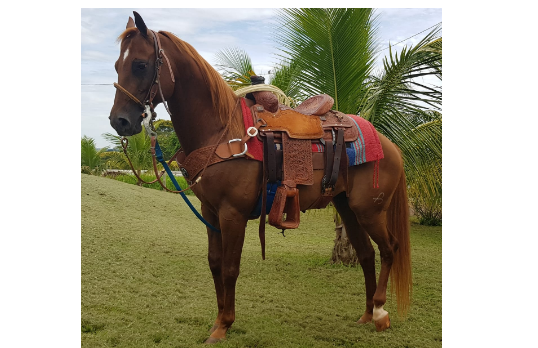BINGO DOC JAY